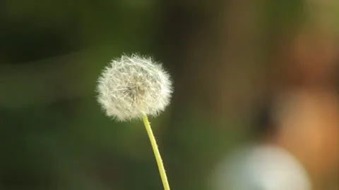 Dandelion flower 4 Video stock 318305297