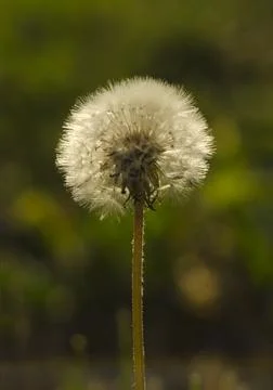 Dandelion flower background. Close-up Stock Photos