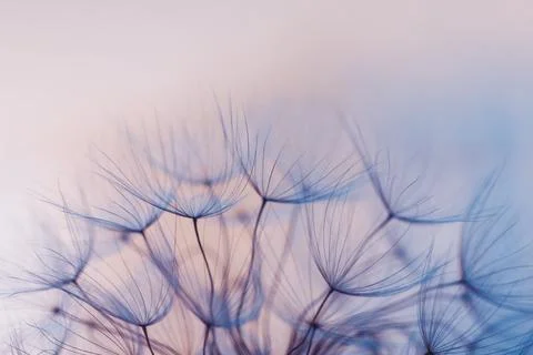 Dandelion Flower Background Fotos Stock