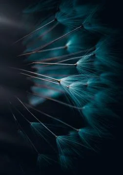 Dandelion flower background Stock Photos