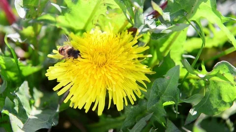 Dandelion flower with bee intent to pollinate Stock-Footage 83910915