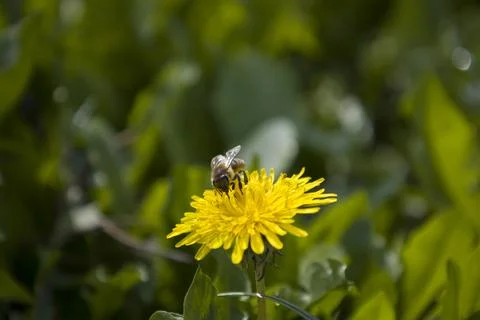 Dandelion flower with bee. Selective focus. Stock Photos