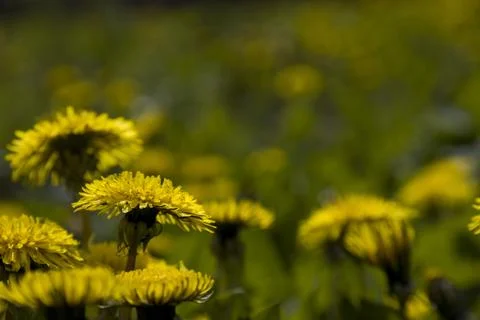 Dandelion flower with bee. Selective focus. Stock Photos