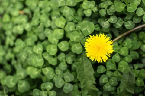 Dandelion Flower in Bloom Stock Photos