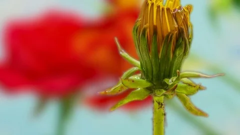 Dandelion flower blooming time lapse Stock Footage