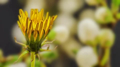Dandelion flower blooming time lapse Stock Footage 74368622