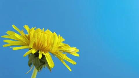 Dandelion flower blooms on a blue background. Close-up timelapse 库存影片 154597860