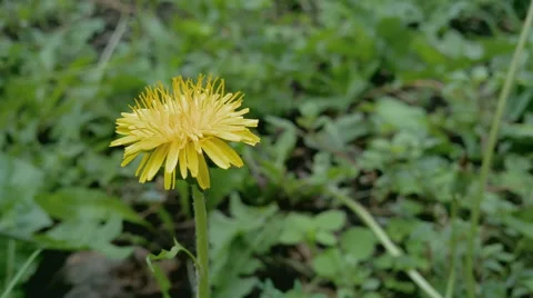 Dandelion Flower Blossom on wind, static take in 4K UHD Stock Footage 55335472