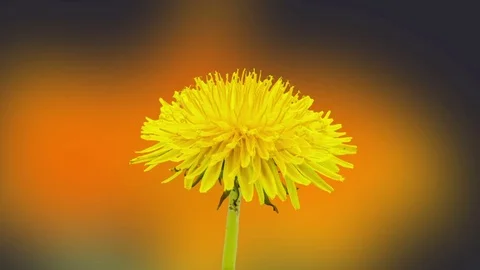 Dandelion flower blossoming composition Stock Footage