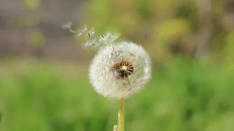 Dandelion flower blowing Vídeo Stock 39975397