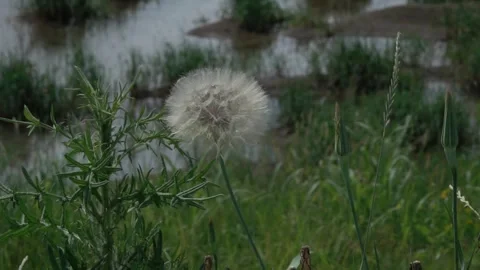 Dandelion flower blown by the wind, in slow motion Stock Footage 287626160