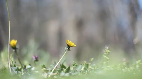 Dandelion flower. Blurry background. Stock Footage 35684370