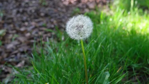 Dandelion flower in the breeze Stock Footage 131010478