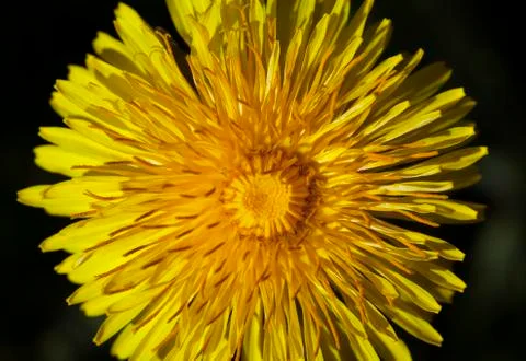 Dandelion flower, close-up Stock Photos