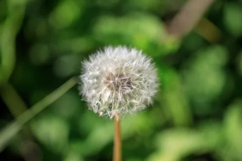 Dandelion flower close-up Stock Photos