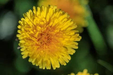 Dandelion flower close-up Stock Photos