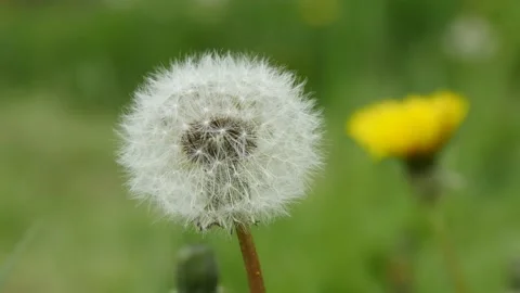 Dandelion flower close up shot Stock Footage 138689167
