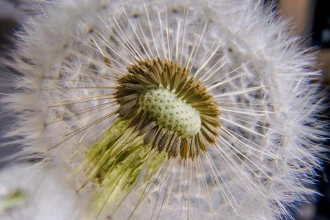 The Dandelion flower core Stock Photos
