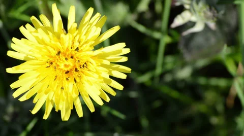 A Dandelion Flower Covered in Tiny Black... | Stock Video