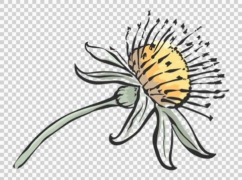 Dandelion-flower-drawing-without-background Stock Illustration
