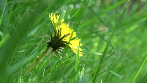 Dandelion Flower Dutch Angle Stock Footage 232962949