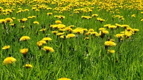 Dandelion flower field pan Vídeo Stock 89746771