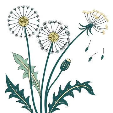 Dandelion Flower Flat Botanical Vector Art Stock Illustration