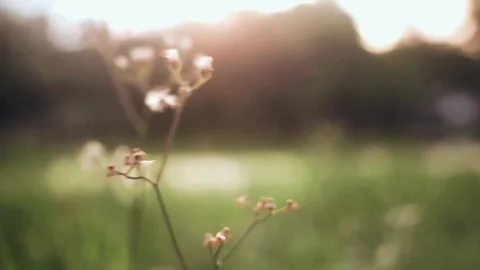 Dandelion flower flow with the wind Stock Footage 289922632