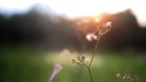 A dandelion flower flows Stock Footage 289922587