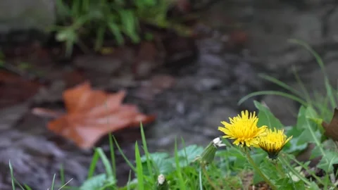 Dandelion flower in focus with blurred stream and floating leaves in background Stock Footage 318398129