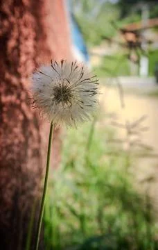 Dandelion Flower in Focus Stock Photos