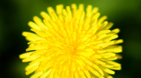 Dandelion flower Stock Footage 23714745