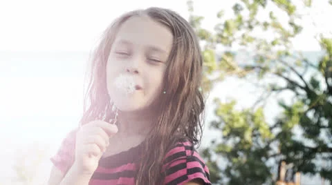 Dandelion flower Stock Footage 26059703