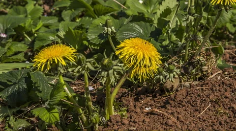 Dandelion flower Stock Footage 49359008