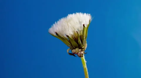 Dandelion flower Video stock 53058979