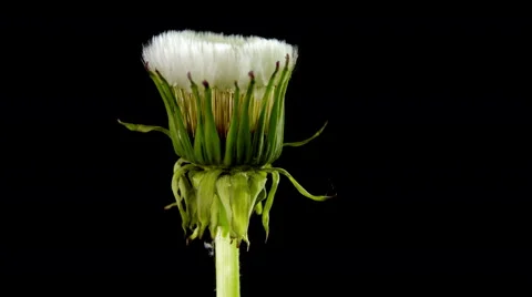 Dandelion flower 스톡 동영상 53059577