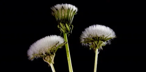 Dandelion flower 库存影片 53427998