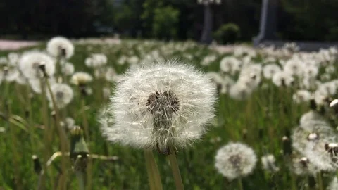 Dandelion flower Stock Footage 125723996