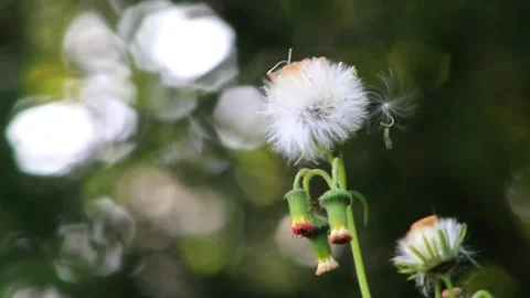 Dandelion flower Stock Footage 196681135