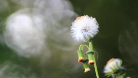 Dandelion flower Stock Footage 196681281