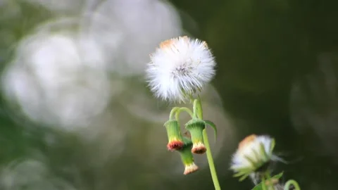 Dandelion flower Stock Footage 196681740