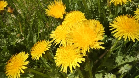 Dandelion flower Stock Footage 197376128