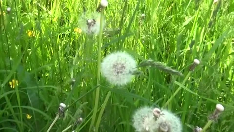 Dandelion, flower Stock Footage 205175986
