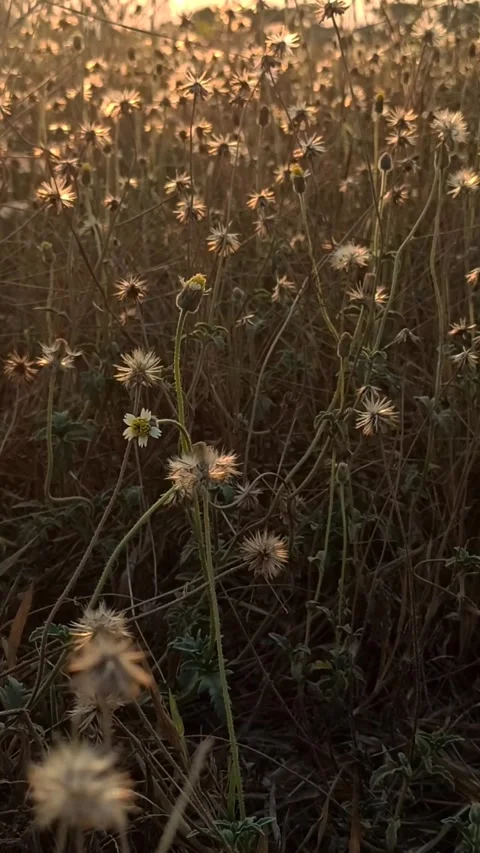 Dandelion flower Stock Footage 261449418