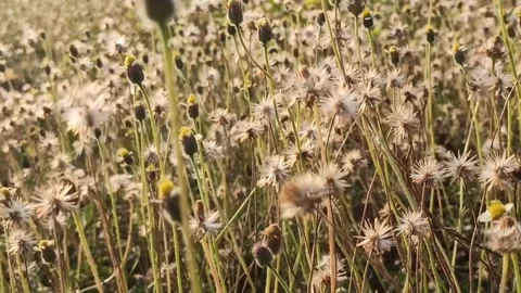 Dandelion flower Video stock 261450058