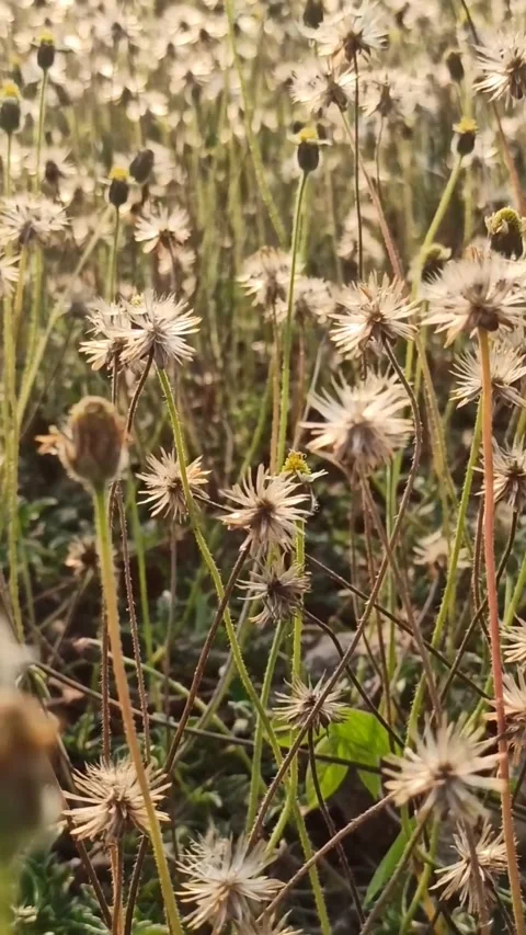 Dandelion flower Video stock 261450076