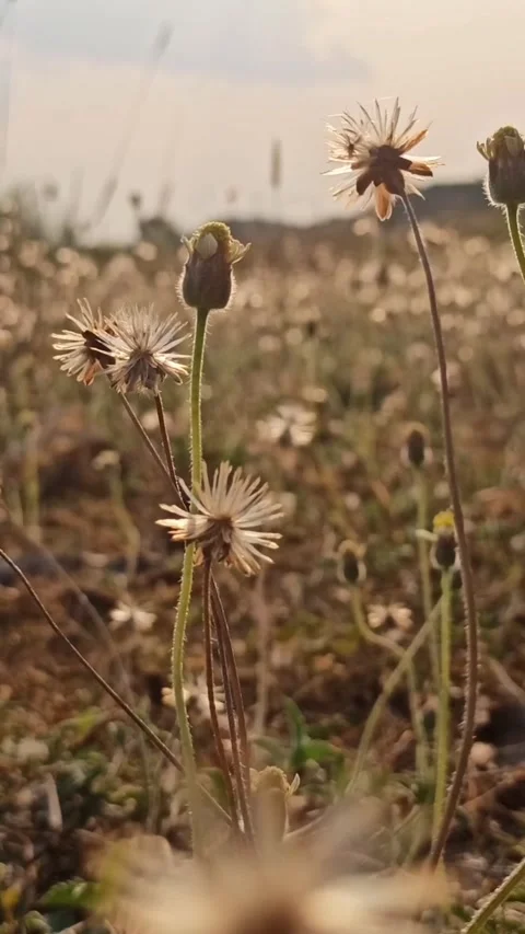 Dandelion flower Stock Footage 261450199