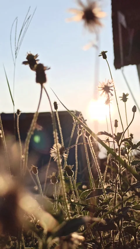Dandelion flower Stock Footage 276221795