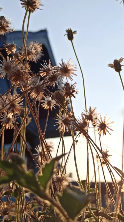 Dandelion flower Stock Footage 276221798