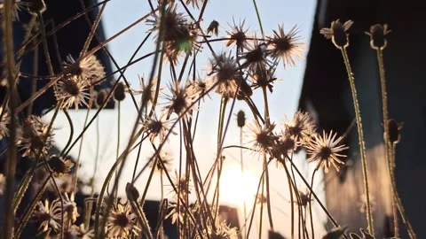 Dandelion flower Stock Footage 276221803